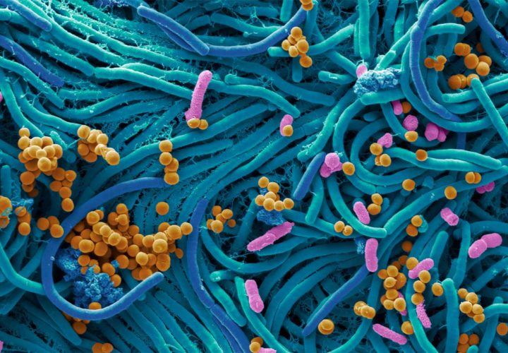 microbiota intestino batteri