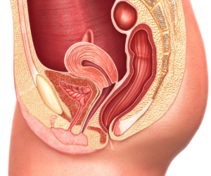 contatto pareti dell'intestino e della vagina