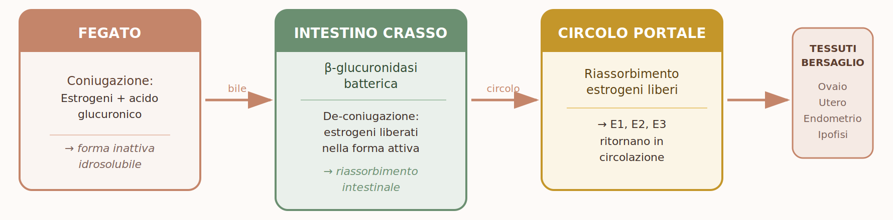 schema del ciclo entero-epatico degli estrogeni